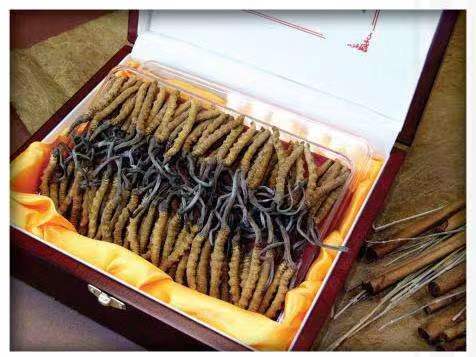 云和冬虫夏草回收?